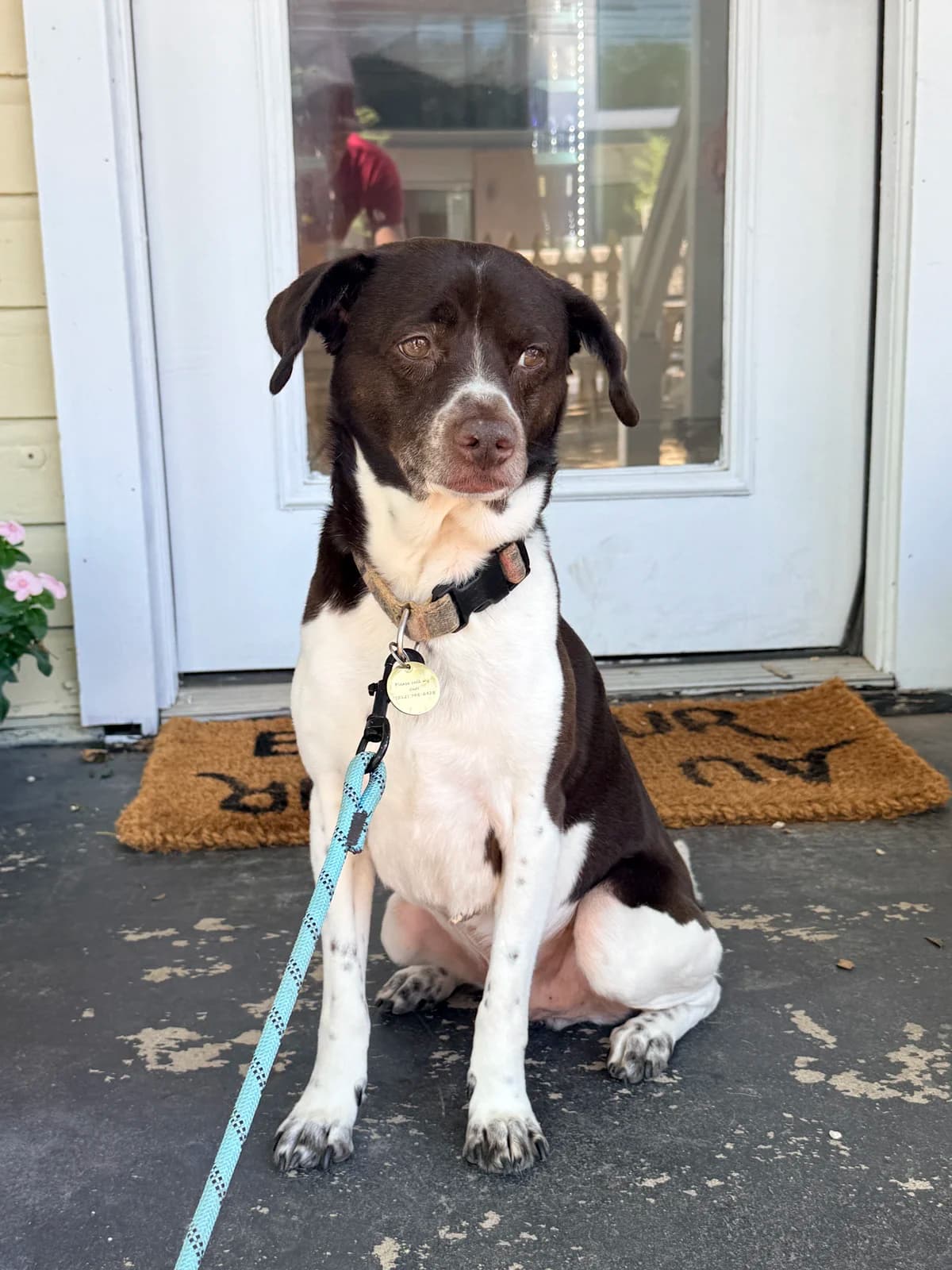 A brown-and-white dog sitting on the doormat at the café's front door, lead trailing across the terrace.